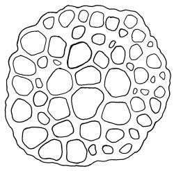 Tridontium milleneri, stem cross-section. Drawn from E.K. Cameron 16310, AK 355260.
 Image: R.D. Seppelt © R.D.Seppelt All rights reserved